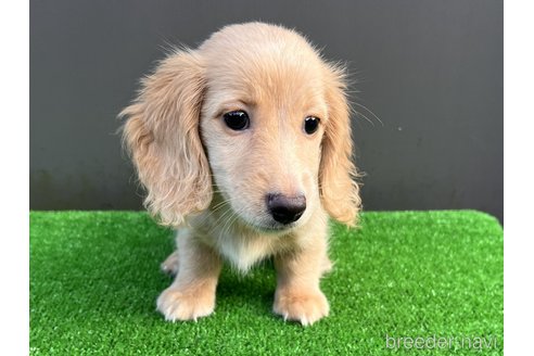 成約済の兵庫県のカニンヘンダックスフンド(ロングヘアード)-324231の3枚目